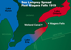 Map showing the movement of the sea lamprey into the four remaining Great Lakes