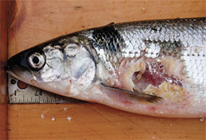 Front half or whitefish with gaping sea lamprey wound that caused death.