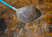 Sea Lamprey Larvae in Electro-fishing Paddle