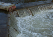 Trout Jumping over Sea Lamprey Barrier