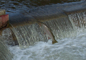 Trout Jumping Over Barrier