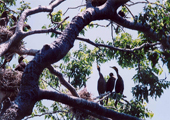 Cormorants in Nest